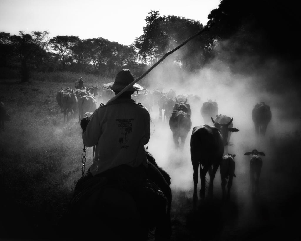 Foto de comitiva de gado no pantanal. Projeto Pantanal mais dez